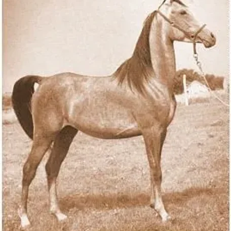 El Ahmar