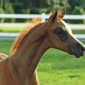 PCF Vision colt - "Curtis"