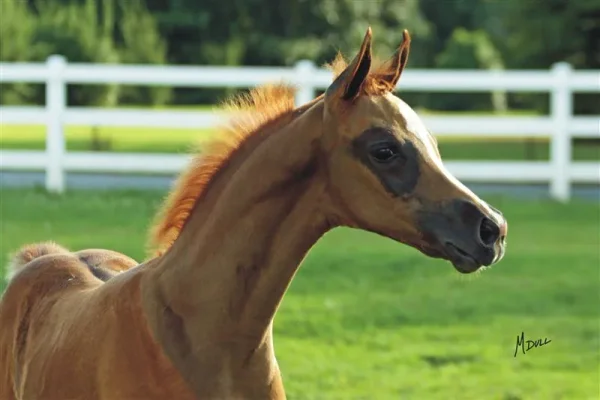 PCF Vision colt - "Curtis"