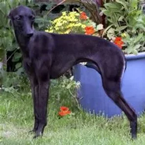 The Italian Greyhound