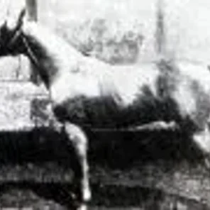 Rymnik