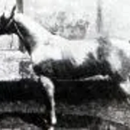 Rymnik