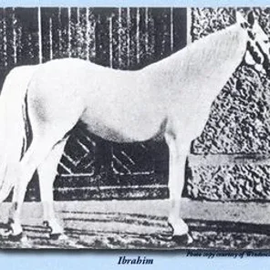 IBRAHIM