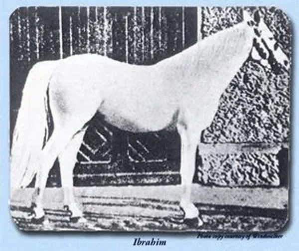 IBRAHIM