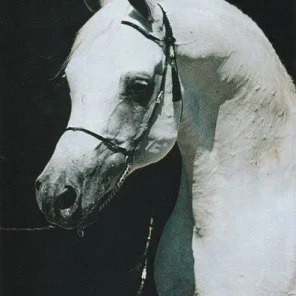 ANSATA ABU SUDAN