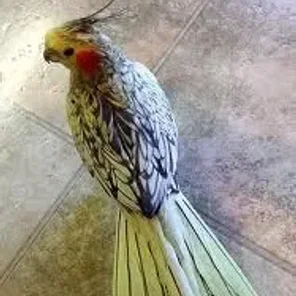 Heavy Pearl Cockatiel