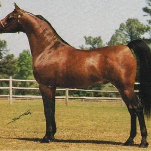 SX CONQUISTADOR+++