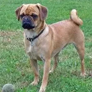 Puggle (Designer Dog)
