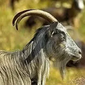 Corsican