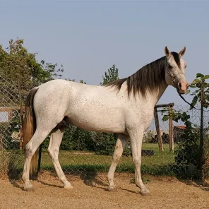 Royale Sumernitz