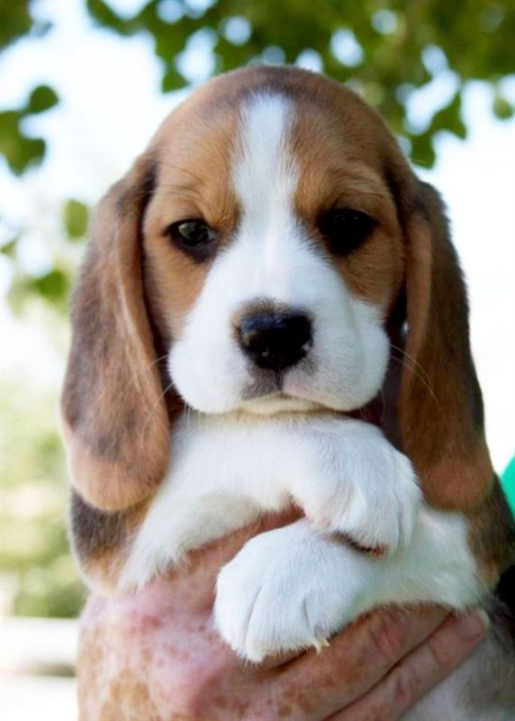 Beagle - # 5 Favorite Breed