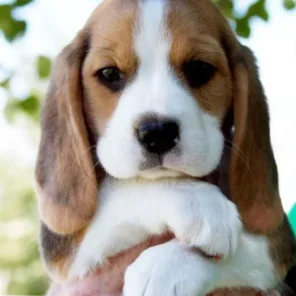 Beagle - # 5 Favorite Breed