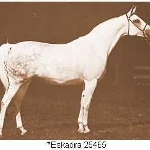 ESKADRA