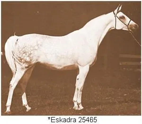 *ESKADRA++