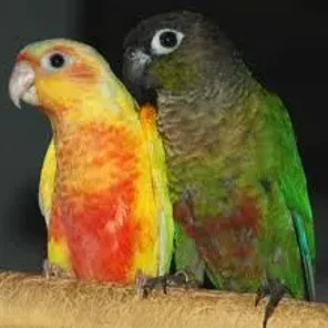 Green-cheeked Conure