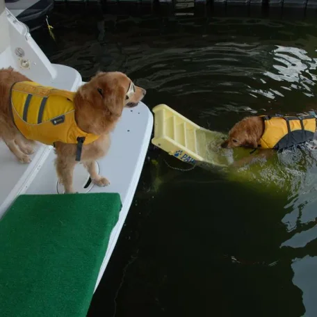 Sophie loves to ride the towable with my wife. Lacey is obsessed with swimming, playing and retreiving.