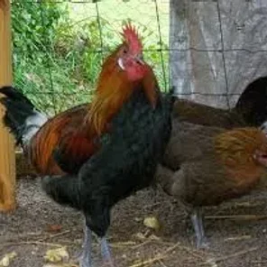 Penedesenca