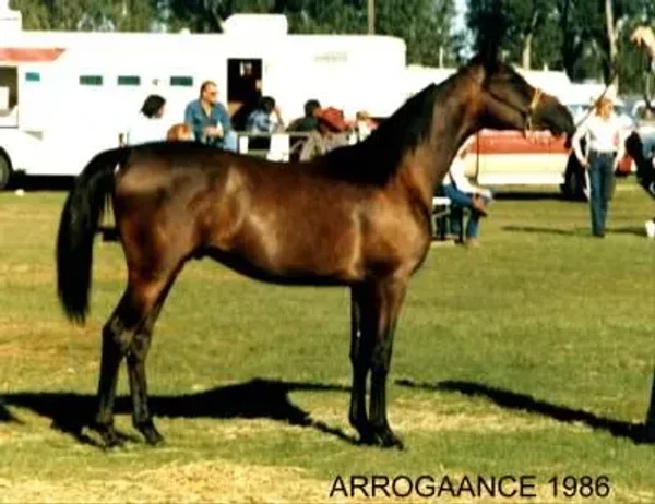 Arrogaance