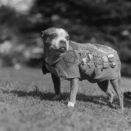 Memorial Day: Animals Among War Heroes Celebrated