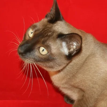 Nam Dtan, Thai import Burmese male