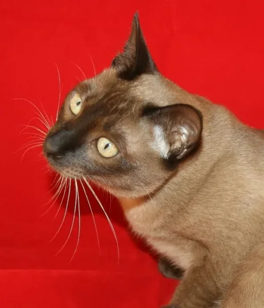 Nam Dtan, Thai import Burmese male
