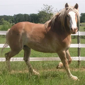 Lake State Trixie