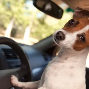 Pet Safety Memorial Day