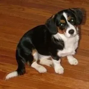 Cava-Corgi (Designer Dog)