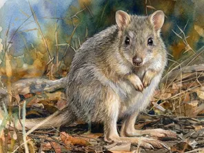Bettong