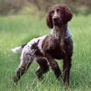 Pont-Audemer Spaniel
