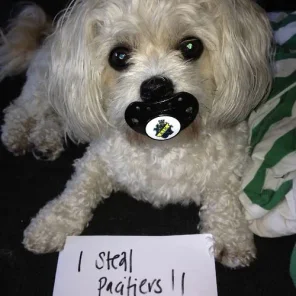 Naughty Dogs