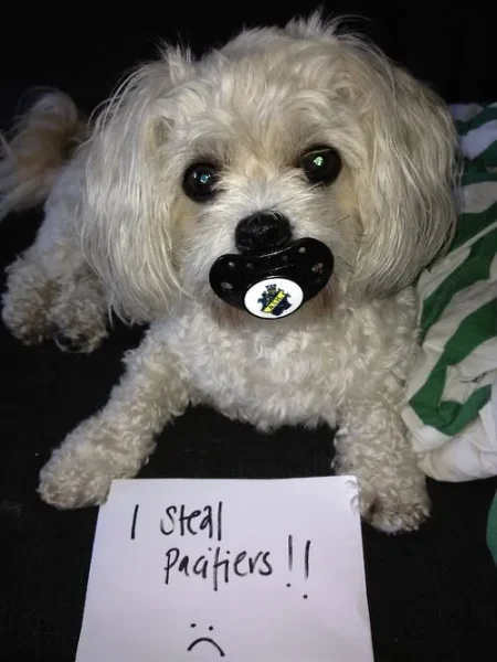 Naughty Dogs