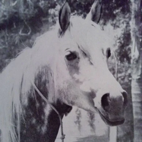 Ferneyn (Ferseyn x Moneyna), who was the sire of Ferzon (ex Fersara).