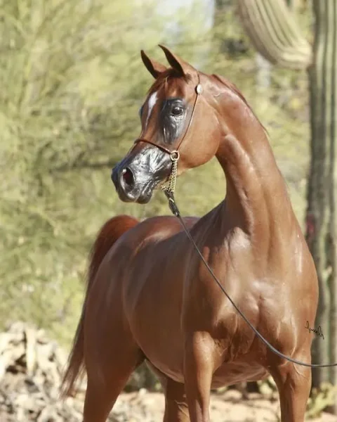 Twice Reserve National Champion mare, Bay Oaks Psyigne