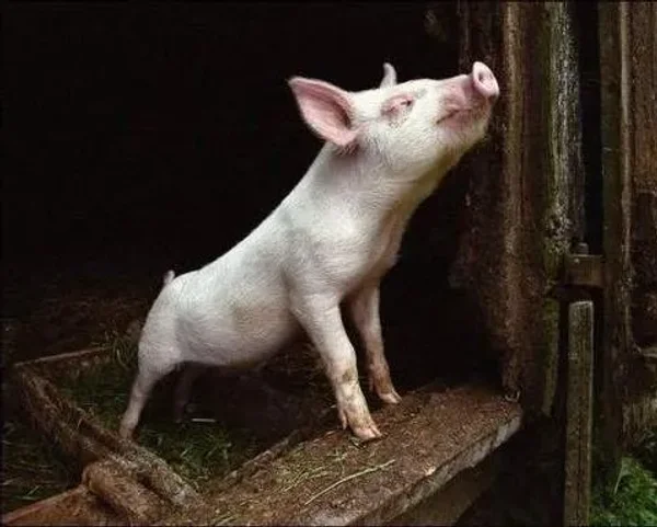 Pig