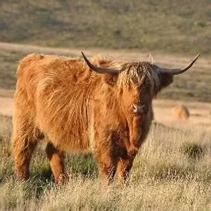 Highland