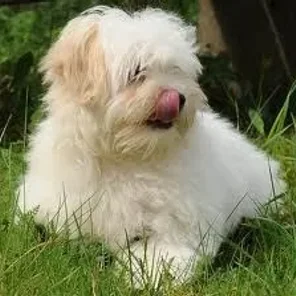 Coton de Tulear