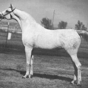NARIADNAIA
