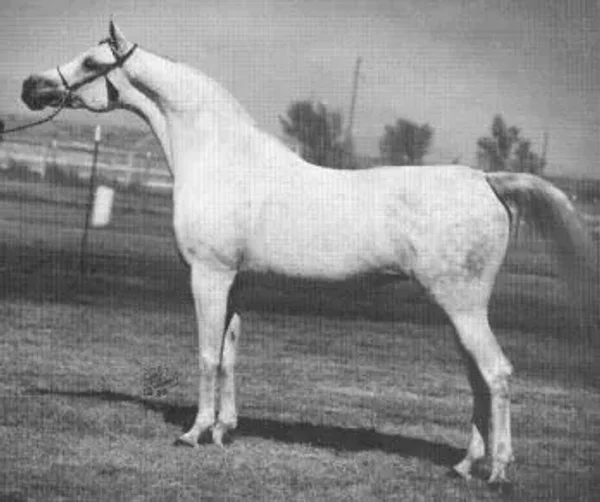 NARIADNAIA
