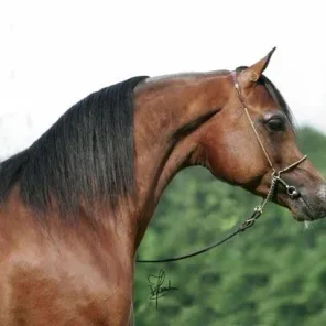 El Amin