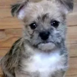 Chizer (Designer Dog)
