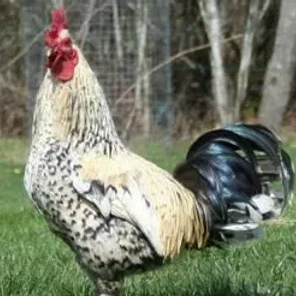 Allen Setter