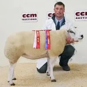 Beltex