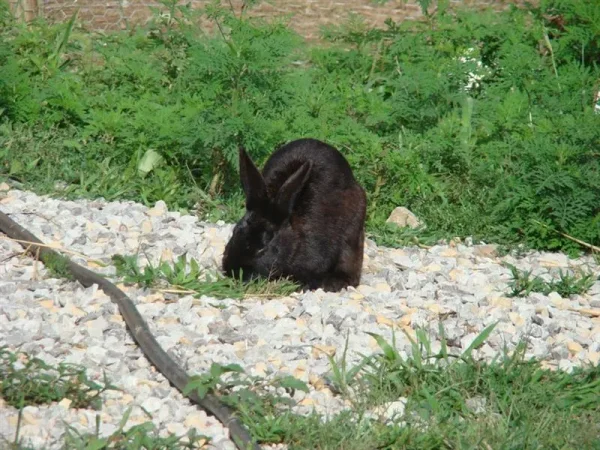 Rogue Wild Rabbitry