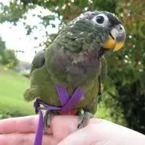 Maximilian's Pionus