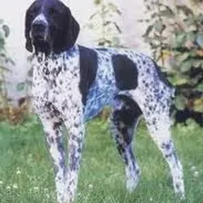 Ariege Pointer