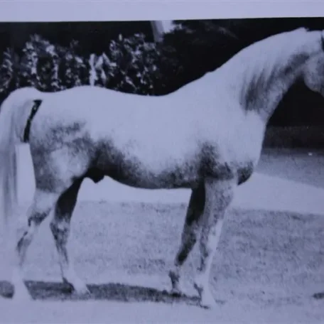 Courier (Raseyn x Sheherzade) grey stallion, foaled May 31, 1947bred by United States Government