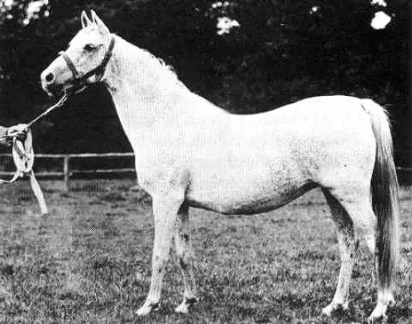 Bukra