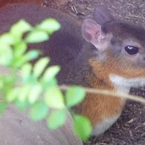 Meet the miniature antelope so nice, they named it twice.