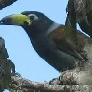 Hooded Mountain Toucan